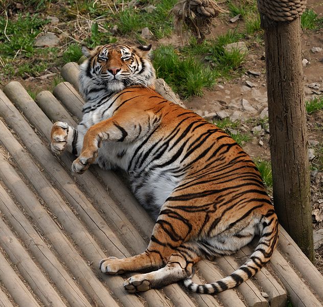 Sumatran tiger at welsh mountain zoo